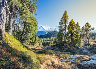 Block auf Eiger, Moench und Jungfrau, im Vordergrund ein Wald, es ist sonnig. | © Gettyimages.com/Markus Thoenen