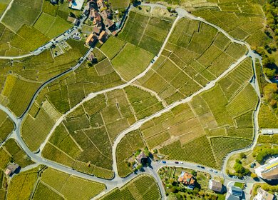 Drohnenaufnahme von den Weinbergen in der Region Lavaux | © Gettyimages.com/yuelan