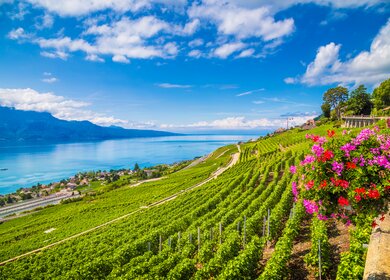 Wunderschöne Landschaft mit Weinbergterrassen in der berühmten Weinregion Lavaux, UNESCO-Weltkulturerbe seit 2007, mit Blick auf das Nordufer des Genfersees | © Gettyimages.com/bluejayphoto