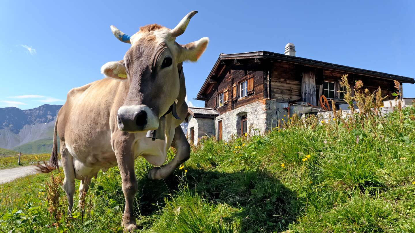 Schweizer Kuh vor einem alpinen Chalet auf einer Sommerwiese | © Gettyimages.com/gilles_oster