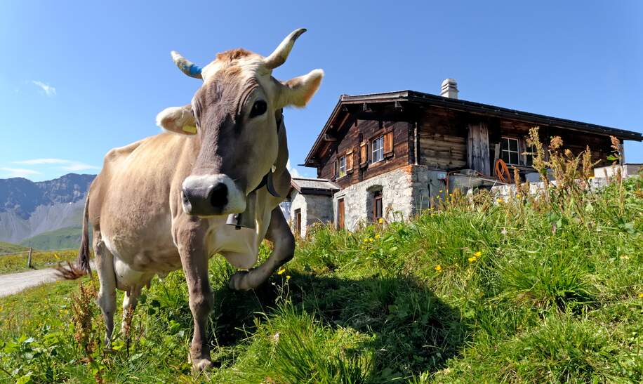 Schweizer Kuh vor einem alpinen Chalet auf einer Sommerwiese | © Gettyimages.com/gilles_oster