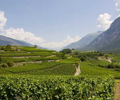 Blick auf einen Weinberg im Rhonetal im Wallis, Schweiz. | © Gettyimages.com/MarkoHeuver