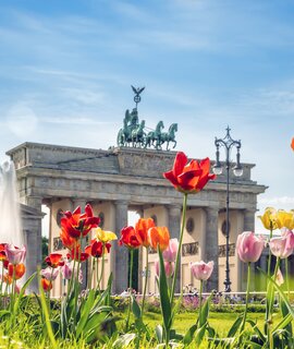 Tulpen vor dem Brandenburger Tor im Frühling | © Gettyimages.com/golero