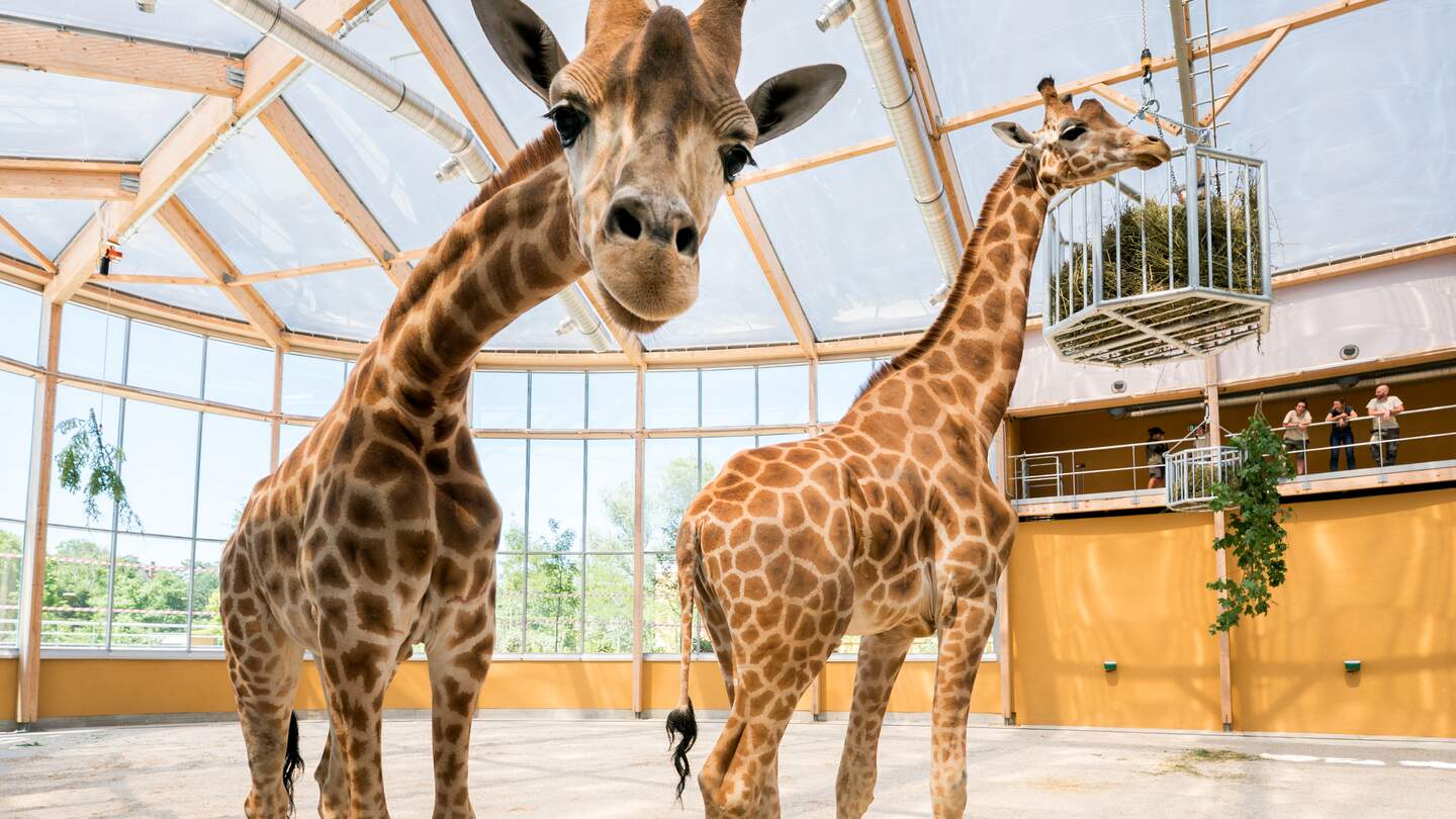 Giraffen, Zoo Mülhausen | © m2A