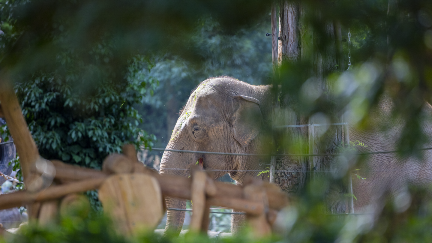 Elefant im Zoologischen Stadtgarten Karlsruhe | © KTG Karlsruhe Tourismus GmbH, Foto Joachim Mende