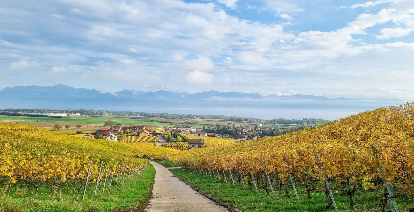 Kanton Waadt Weinbergwanderung  zwischen Féchy und Bougy-Villars  | © De beaux Lents demains