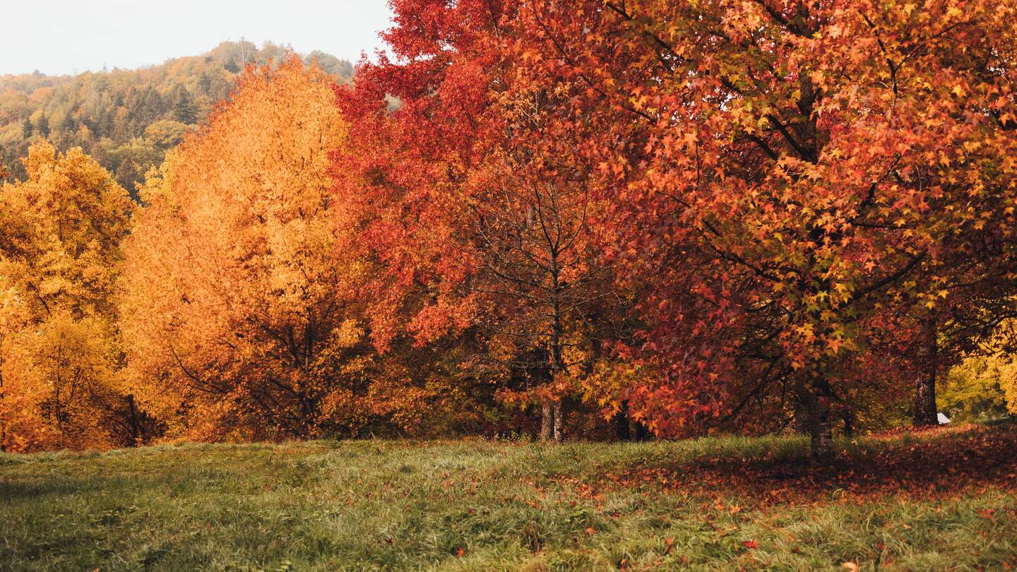 Kanton Waadt Arboretum Aubonne | © Marie_Contreras