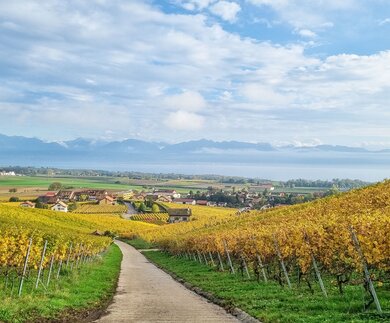 Die Orte Féchy und Bougy-Villars in der Schweiz im Herbst | © De beaux Lents demains