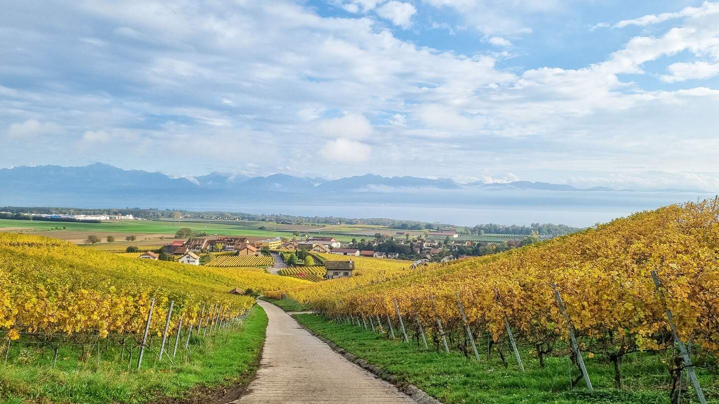 Die Orte Féchy und Bougy-Villars in der Schweiz im Herbst | © De beaux Lents demains