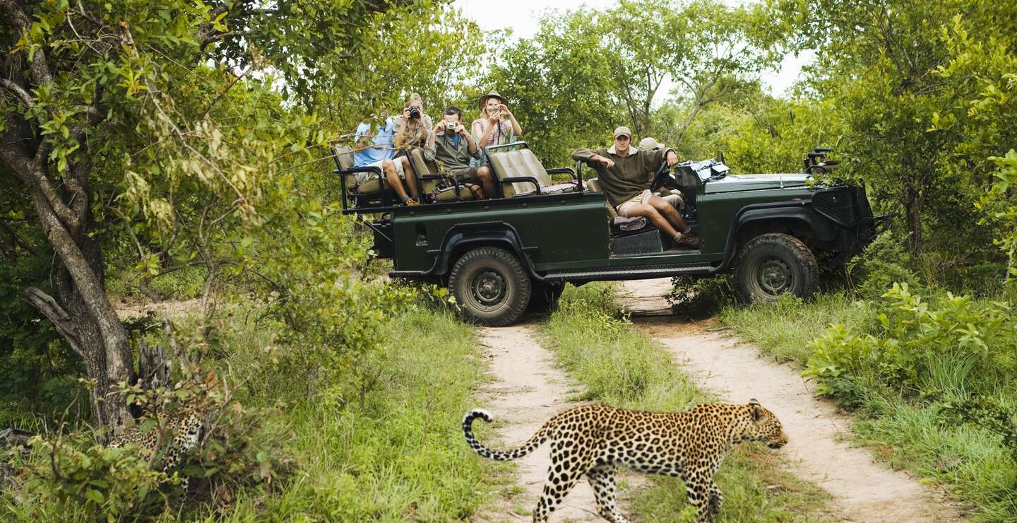 Leopard auf Straße mit Touristen im Hintergrund im Krüger Nationalpark  während einer Reise im African Explorer | © Gettyimages.com/IPGGutenbergUKLtd
