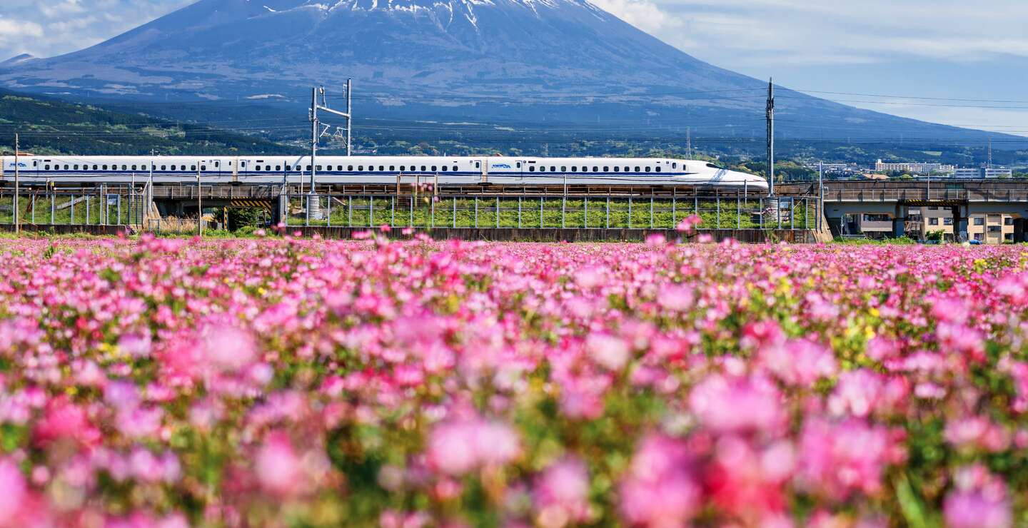 Der JR Shinkansen-Zug fährt im Fruehling durch die Berge Fuji und Shibazakura. N700-Hochgeschwindigkeitszug zwischen Tokio und Osaka, betrieben von der Japan Railways Company. | © Gettyimages.com/blanscape