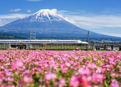 Der JR Shinkansen-Zug fährt im Fruehling durch die Berge Fuji und Shibazakura. N700-Hochgeschwindigkeitszug zwischen Tokio und Osaka, betrieben von der Japan Railways Company. | © Gettyimages.com/blanscape