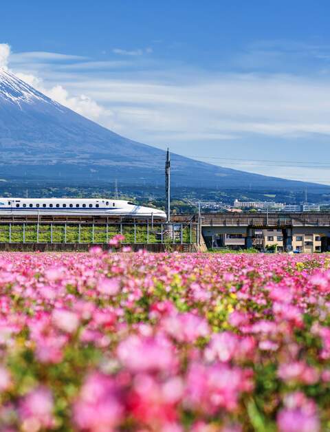 Der JR Shinkansen-Zug fährt im Fruehling durch die Berge Fuji und Shibazakura. N700-Hochgeschwindigkeitszug zwischen Tokio und Osaka, betrieben von der Japan Railways Company. | © Gettyimages.com/blanscape
