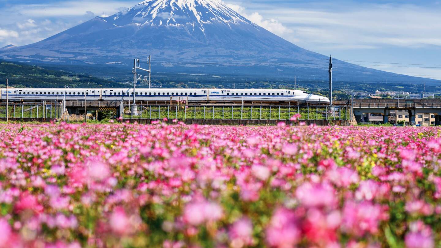 Der JR Shinkansen-Zug fährt im Fruehling durch die Berge Fuji und Shibazakura. N700-Hochgeschwindigkeitszug zwischen Tokio und Osaka, betrieben von der Japan Railways Company. | © Gettyimages.com/blanscape