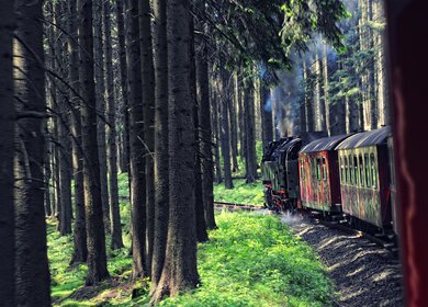 Schmalspurbahn im Wald zwischen Tannenbäumen auf dem Brocken im Harz  | © © Gettyimages.com/hsvrs