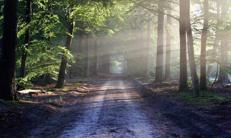 Wald Umwelt Naturschutz Nachhaltigkeit | © Pixabay/bertvthul