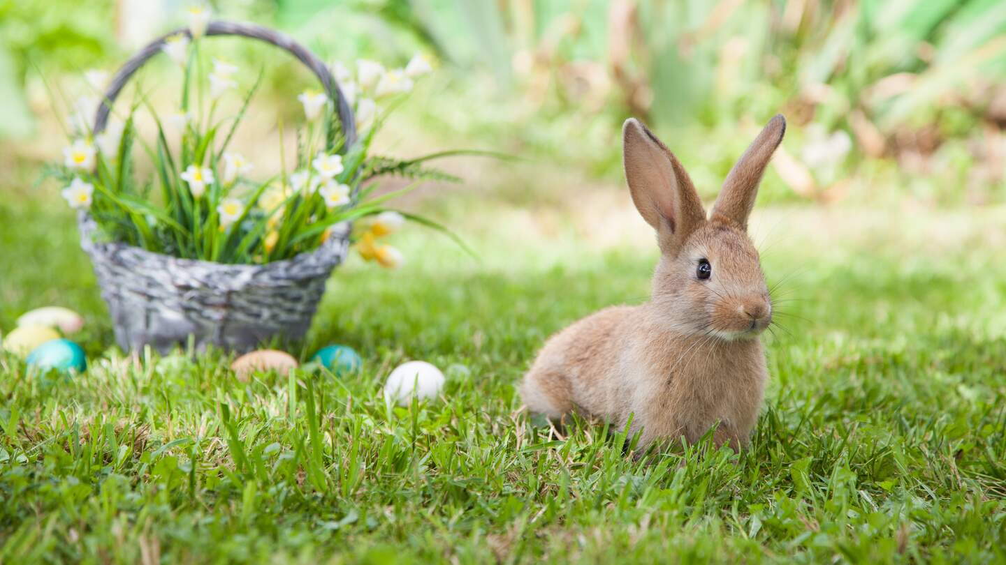 Suesses Kaninchen mit schoenem Korb und bemalten Ostereiern | © gettyimages.com/tonivaver
