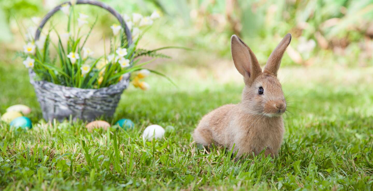 Suesses Kaninchen mit schoenem Korb und bemalten Ostereiern | © gettyimages.com/tonivaver