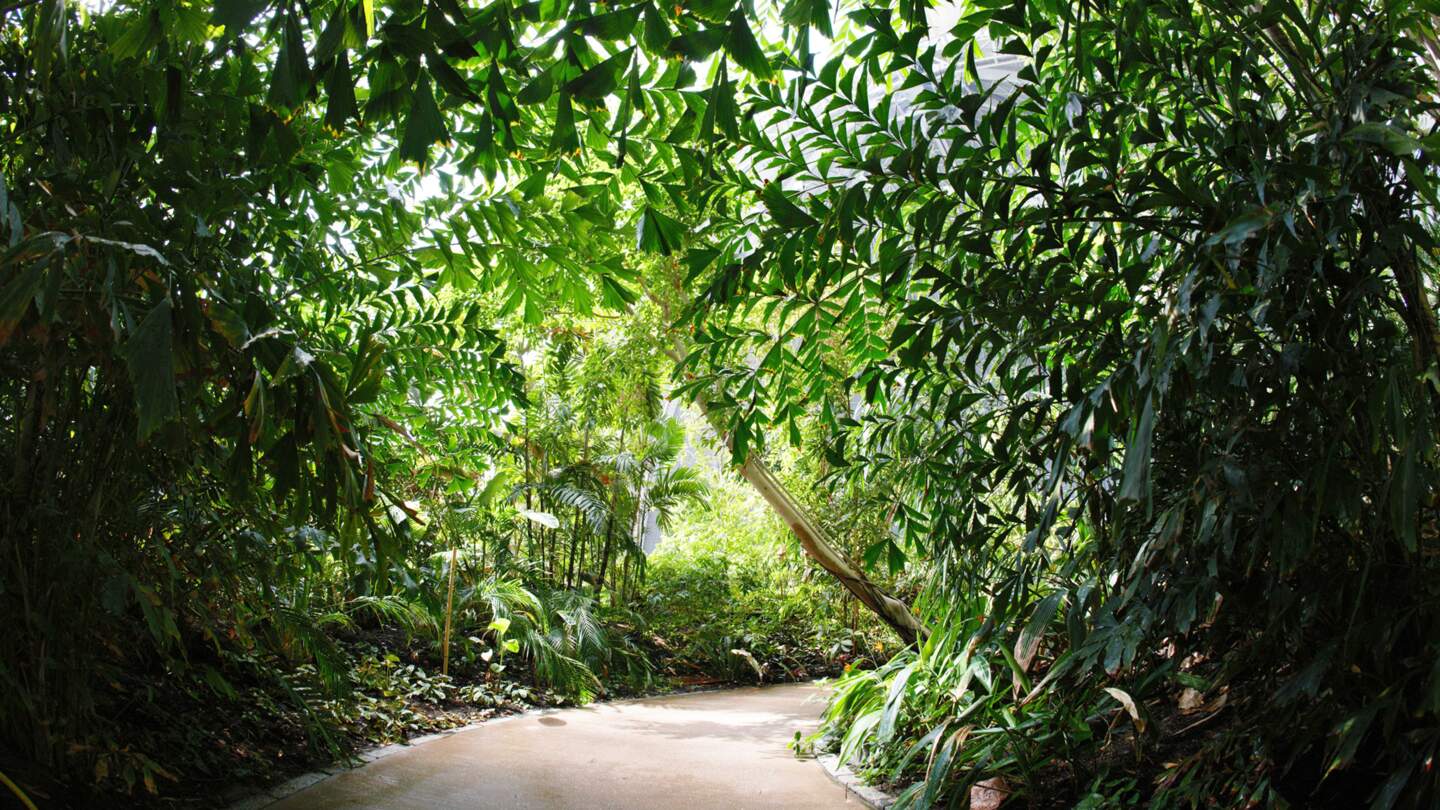 Tropical Islands Regenwald Wasserpark | © Tropical Islands