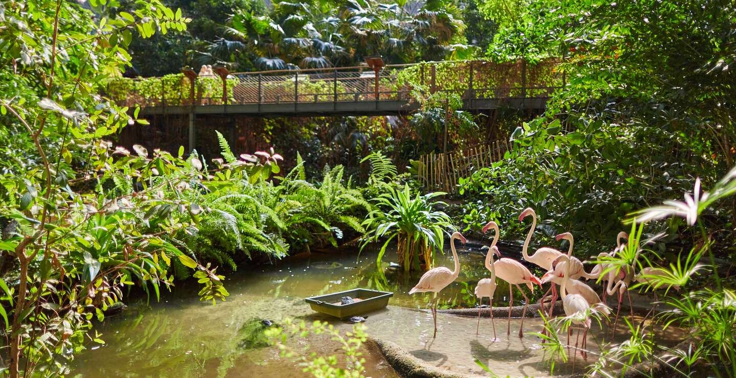 Tropical Islands Dome Regenwald Mangrove | © Tropical Islands