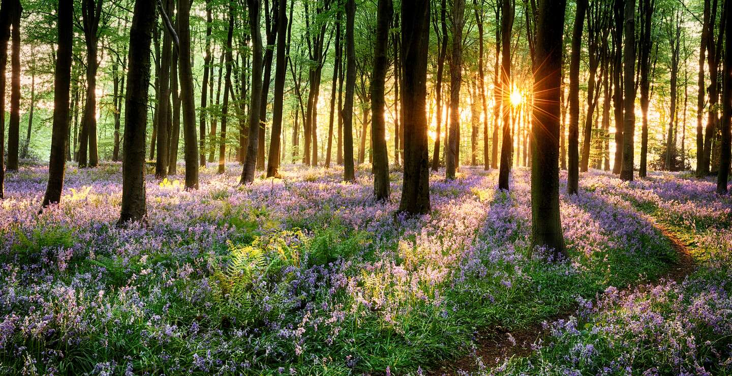 Weg durch Glockenblumenwaelder bei Sonnenaufgang am fruehen Morgen | © Gettyimages.com/Simotion