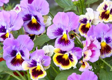 Nahaufnahme von Stiefmütterchenblumen, die alle in einem einheitlichen Lilaton blühen | © Gettyimages.com/Zoonar RF 