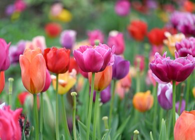 Bunte Tulpen auf einer Wiese | © Gettyimages.com/olgakaya