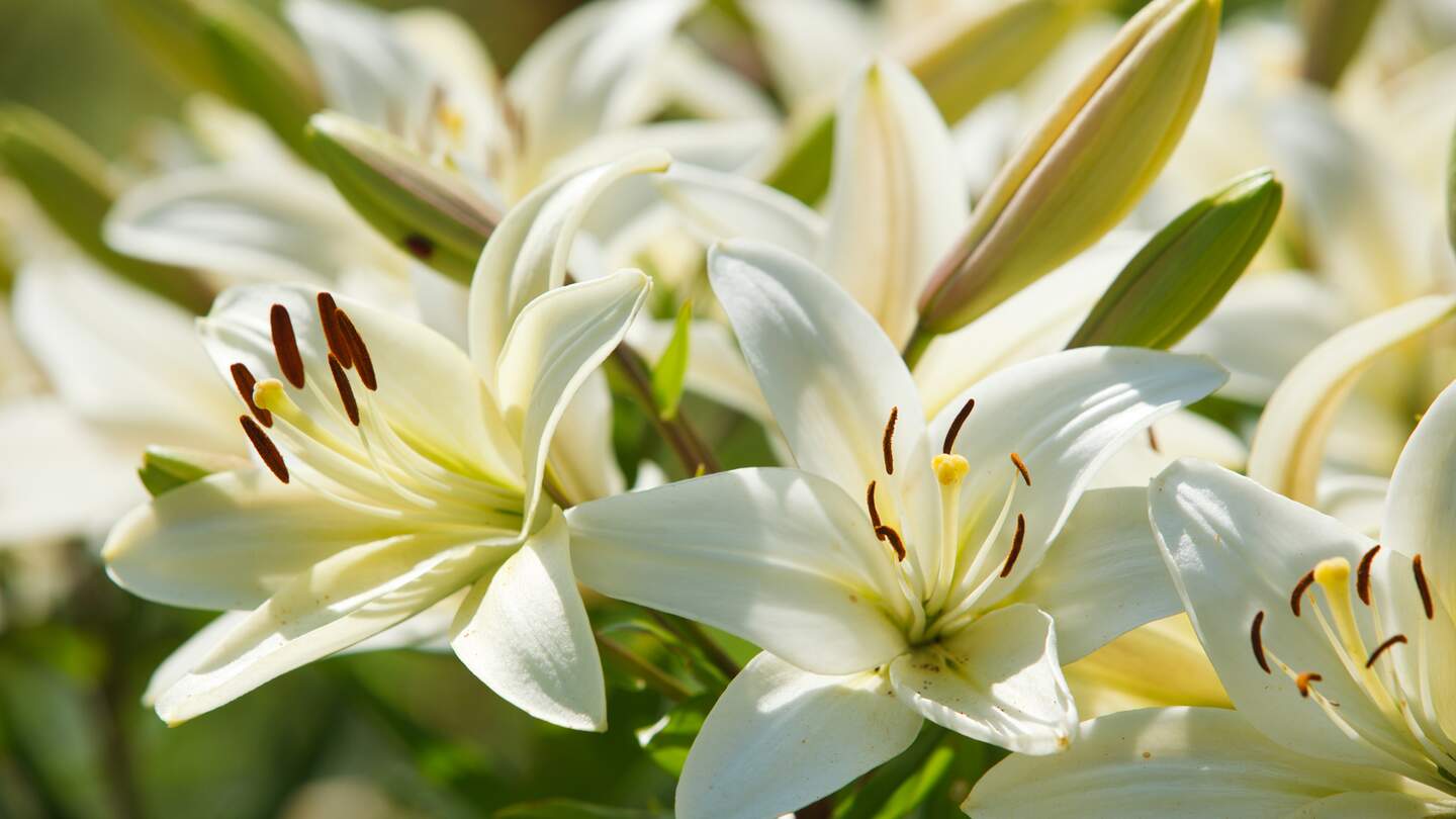 Weisse Lilien in einem Garten, Nahaufnahme | © Gettyimages.com/intst