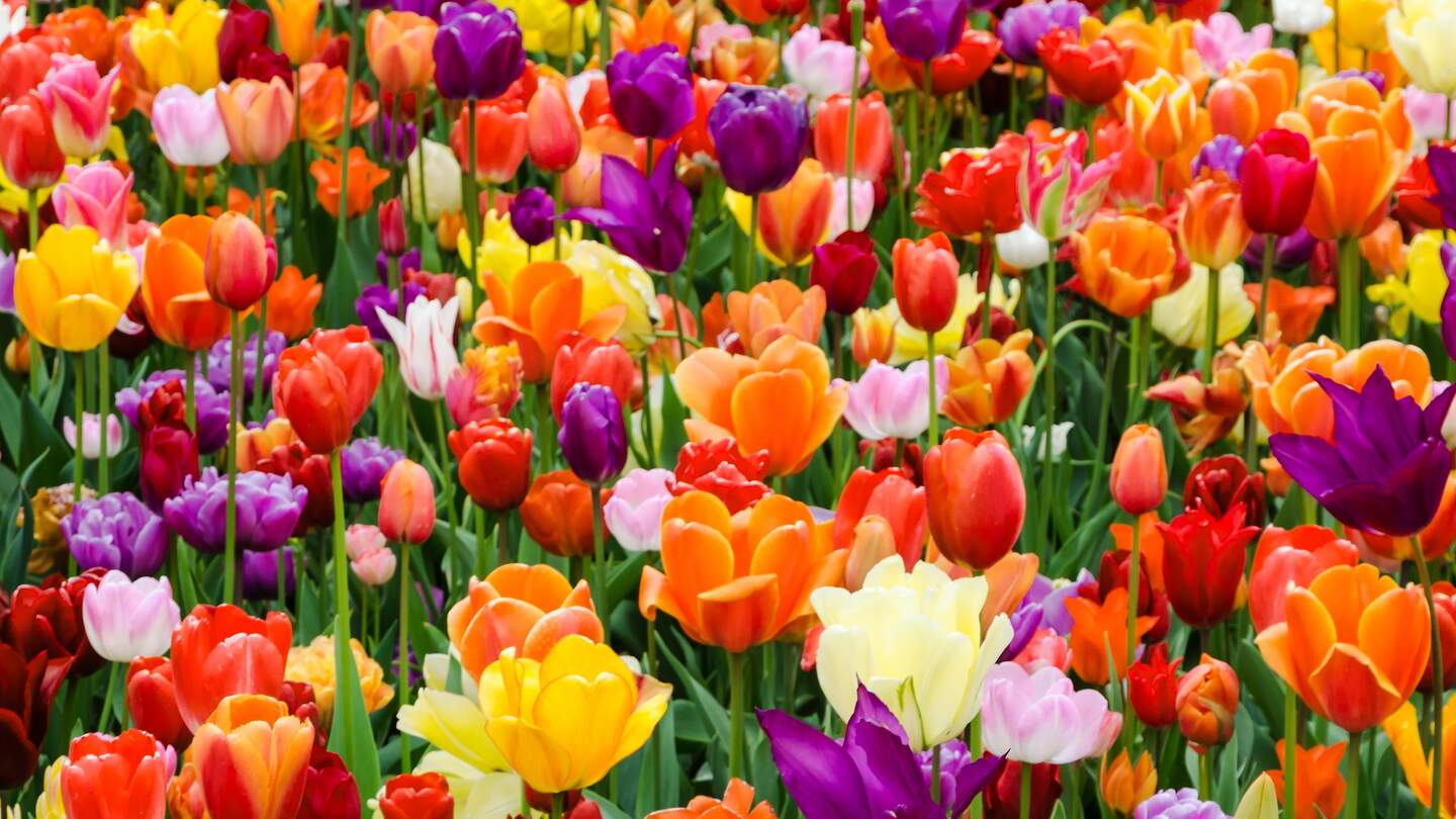 Bunte Tulpen im Blumenbeet im Fruehling in der Niederlande | © gettyimages.com/SabineHortebusch