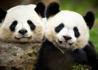 Zwei Riesen-Pandas im Zoo laecheln Richtung Kamera | © Gettyimages.com/gui00878