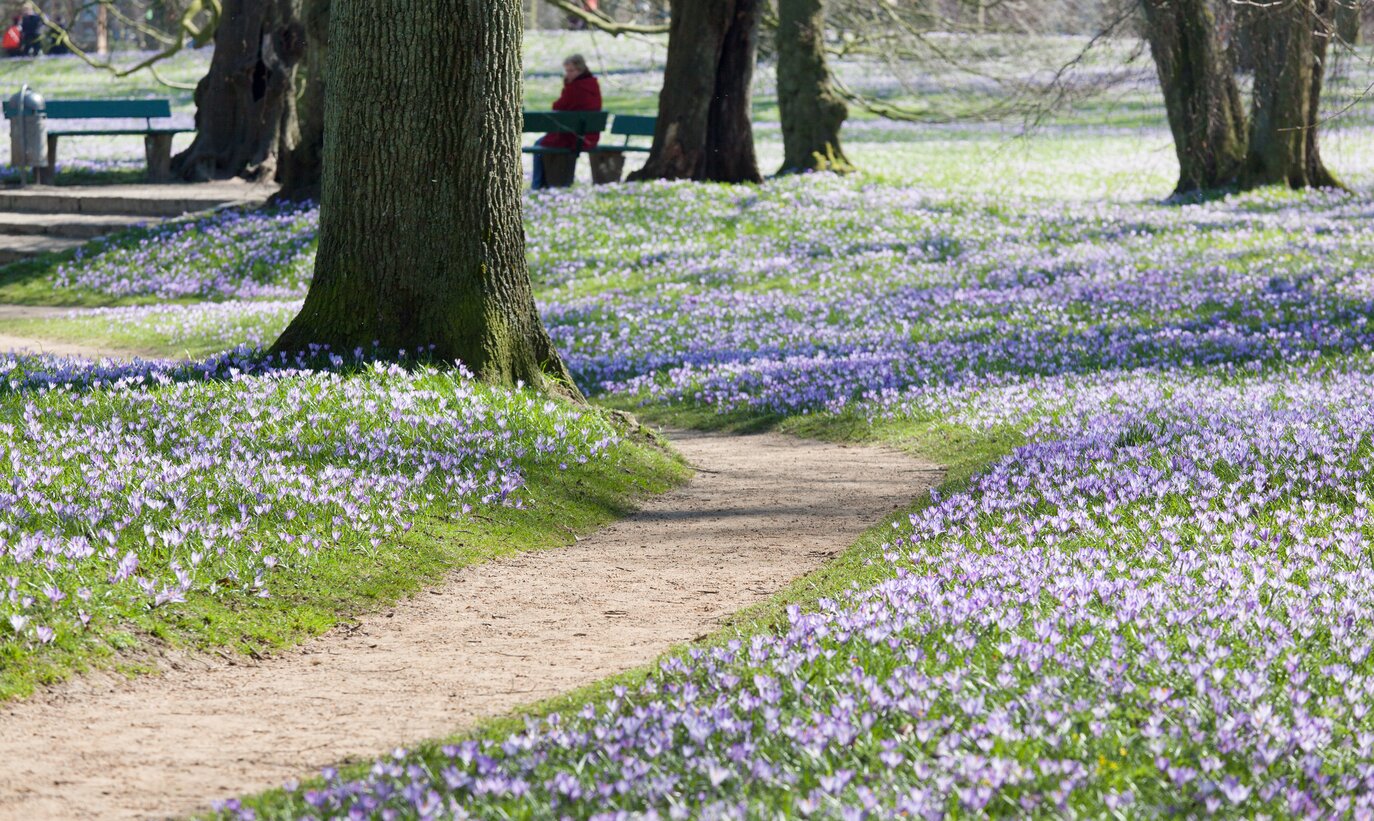 Park im Frühling mit Spazierweg und blühender Krokuswiese, im Hintergrund eine ältere Frau auf einer Parkbank sitzend. | © GettyImages.com/RelaxFoto.de