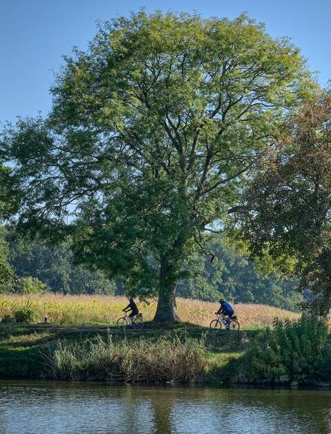 Silhouette von zwei Radfahrern unter einem großen Baum an einem Flussufer der Elbe | © Gettyimage/Jan Nevidal