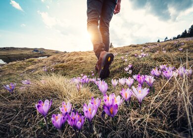 Frau wandert in den Bergen ueber Blumenwiese | © Gettyimages.com/borchee
