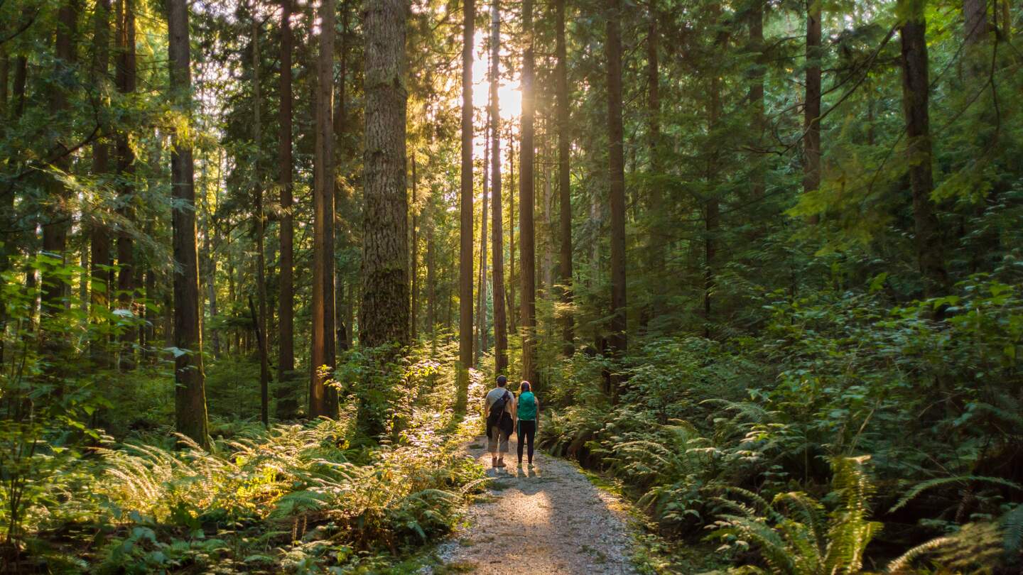 Mann und Frau Wanderer bewundern, Sonnenstrahlen, die durch Baeume | © Gettyimages.com/PamelaJoeMcFarlane