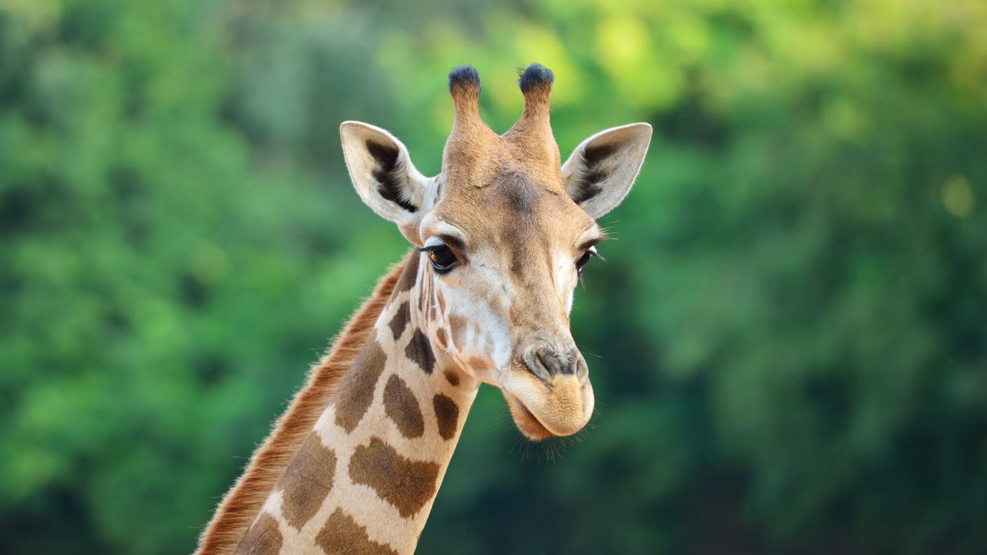 Kopf und Hals einer Giraffe vor grünem Blattlaub | © GettyImages.com/pailoolom