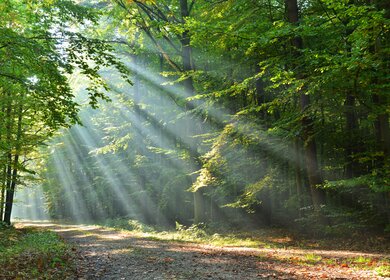 Wald  in der Sonnenstrahlen durch die Baeume scheinen und sichtbare Lichtstrahlen erzeugen. | © Gettyimages.com/kwasny221