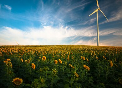 Windkraftrad im Sonnenblumenfeld | © Unsplash/Gustavo Quepóns