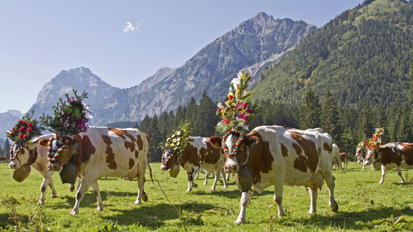 Kühe beim Almabtrieb | © © Hans und Christa Ede/Fotolia.com