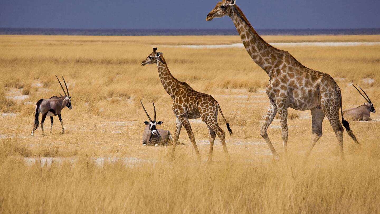 Giraffen | © ©Reinhard Westphal