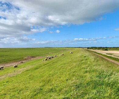 Nordfriesland Schafe | © © Verena Cezanne