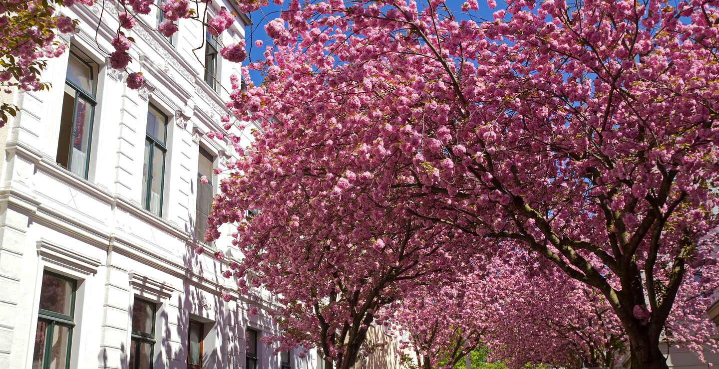 Haus in Bonn mit Kirschblütenbäumen | © Gettyimages.com/Elisabeth Schittenhelm