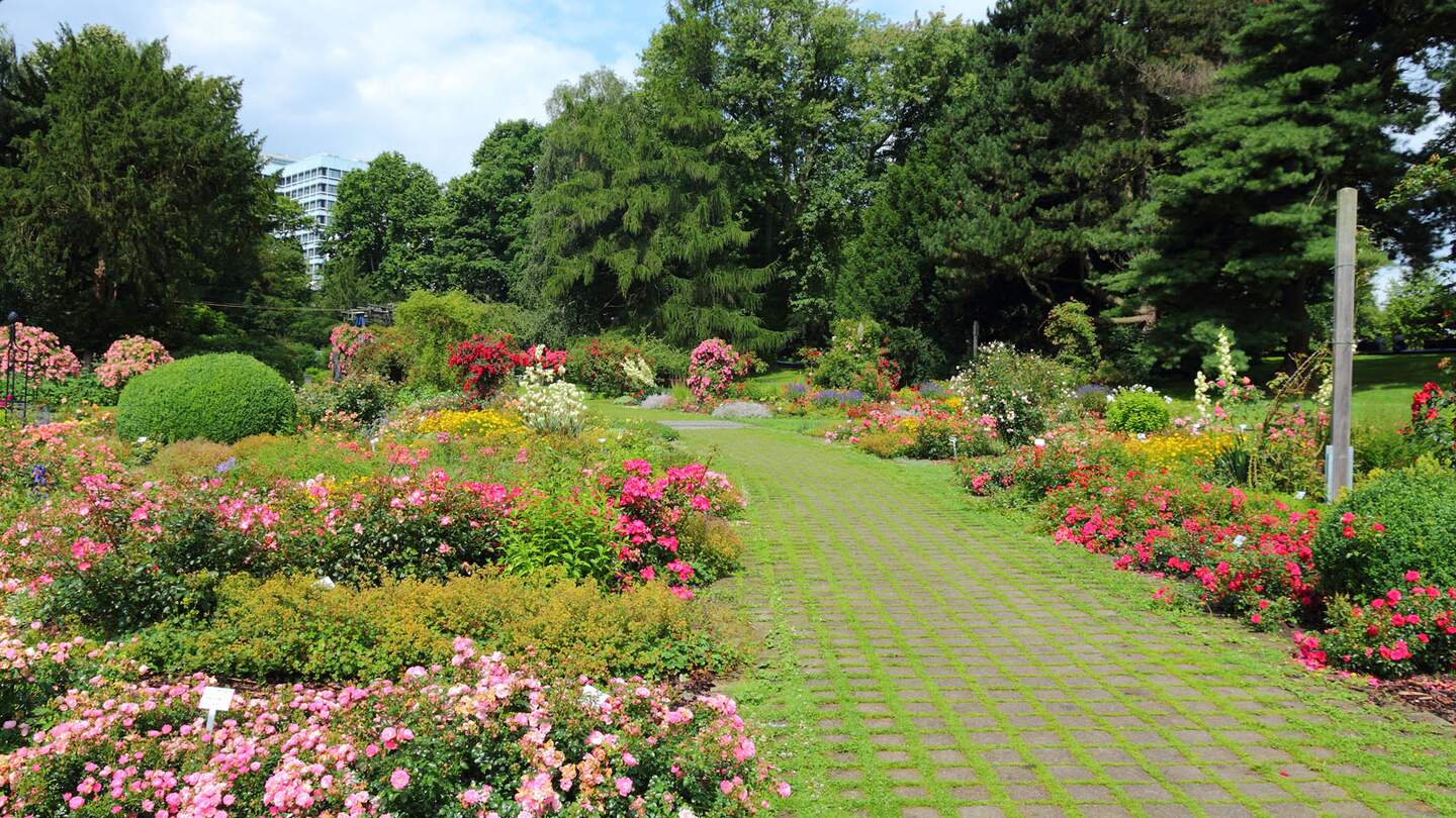 Blick auf einen Park voller Rosen in Dortmund | © Gettyimages.com/tupungato