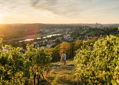 Dresden Ausflug in die Weinberge des Elblandes in der Nähe von Meißen | © Erik Gross (DML-BY) Dresden Ausflüg zu Zweit zur Weinprobe mit Blich über die Weinberge des Elblandes in der Nähe von Meißen | © Erik Gross (DML-BY)