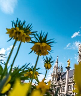 Marienplatz in München mit Frühlingsblumen | © Gettyimages.com/Wirestock