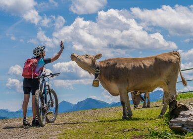 Frau mit Mountainbike in den Allgauer Alpen | © Gettyimages.com/Uwe Moser Frau mit Mountainbike spricht mit einer Kuh in den Allgauer Alpen | © Gettyimages.com/Uwe Moser
