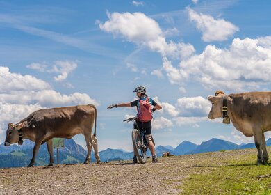 Mountainbikerin mit Kuehen auf einer Alm in den Allgaeuer Alpen | © Gettyimages.com/Uwe Moser Mountainbikerin im Gespräch mit Kuehen auf einer Alm in den Allgaeuer Alpen bei Oberjoch | © Gettyimages.com/Uwe Moser