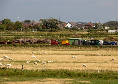 Schafe grasen idyllisch auf einer Wiese auf Dagebuell | © Gettyimages.com/flo129 Schafe grasen idyllisch auf einer Wiese auf Dagebuell | © Gettyimages.com/flo129