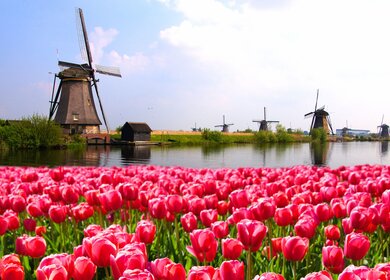 Tulpen mit Windmühlen und Kanal  | © Gettyimages.com/jenifoto Leuchtend rosa Tulpen mit holländischen Windmühlen entlang eines Kanals, Niederlande | © Gettyimages.com/jenifoto
