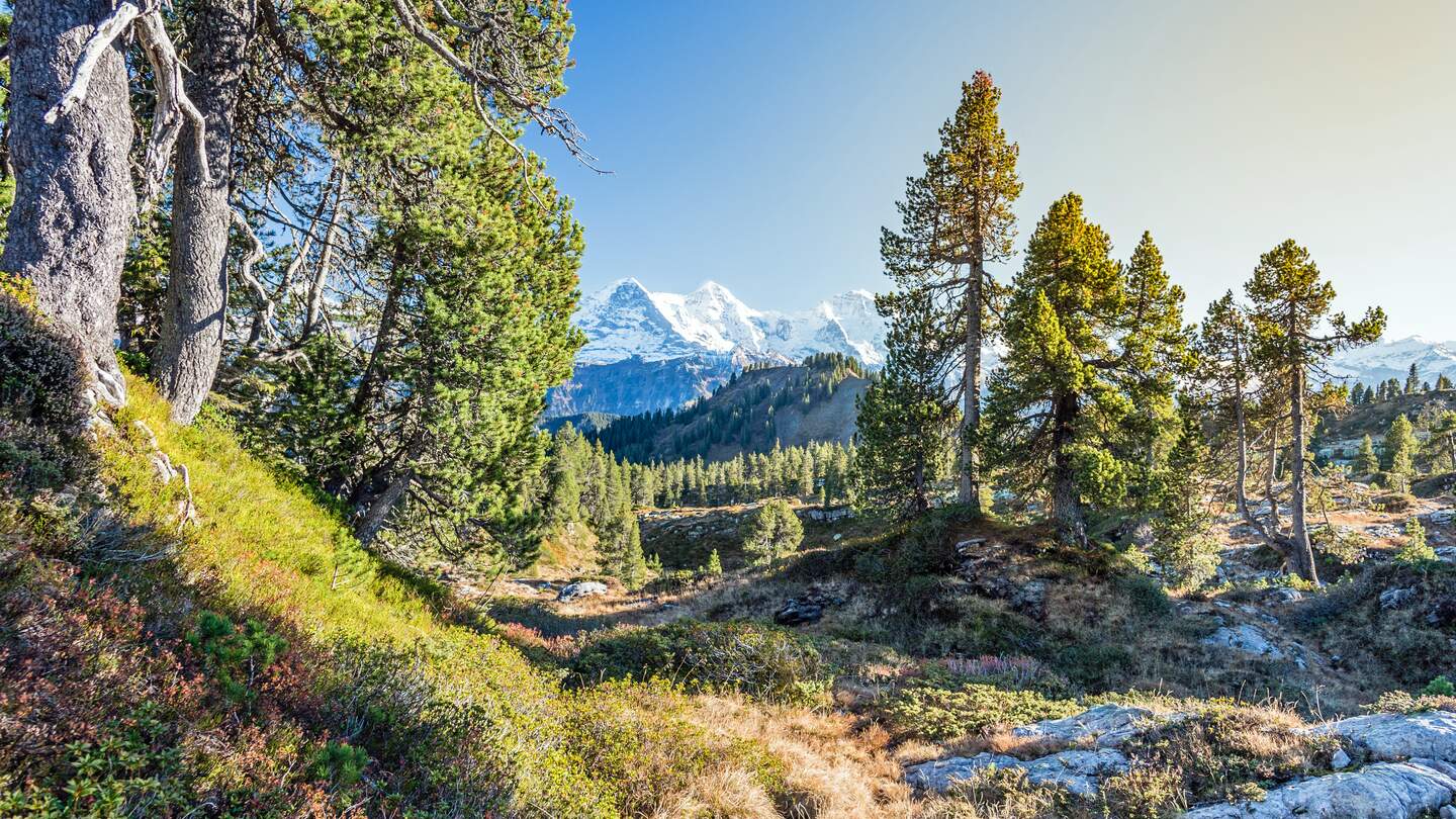 Bergkulisse mit Wald im Vordergrund | © Gettyimages.com/Markus Thoenen Block auf Eiger, Moench und Jungfrau, im Vordergrund ein Wald, es ist sonnig. | © Gettyimages.com/Markus Thoenen