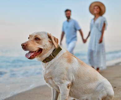 Paar mit Hund | © Gettyimages.com/Valerii Apetroaiei Junges verliebtes Paar geht Händchen haltend mit seinem Labrador-Hund am Strand entlang und hat Spaß im Urlaub | © Gettyimages.com/Valerii Apetroaiei